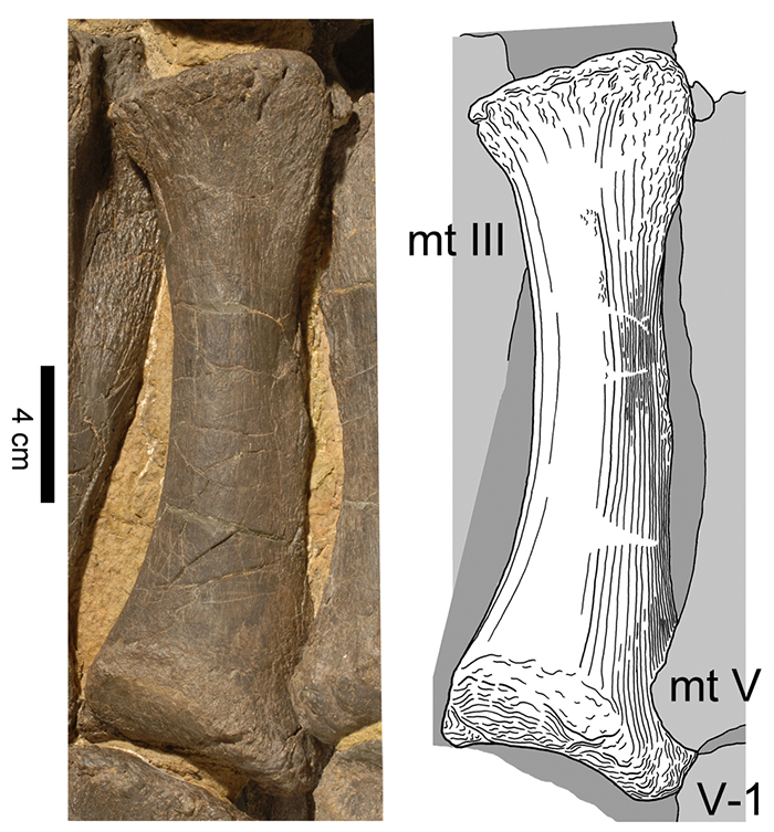 Palaeontologia electronica Sol idées De Clave