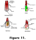 Figure 11 link.