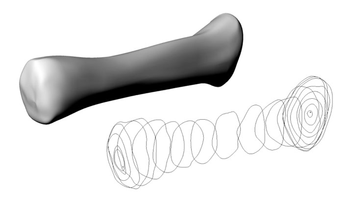 curves this digital bone is a nurbs body closed surface displayed in