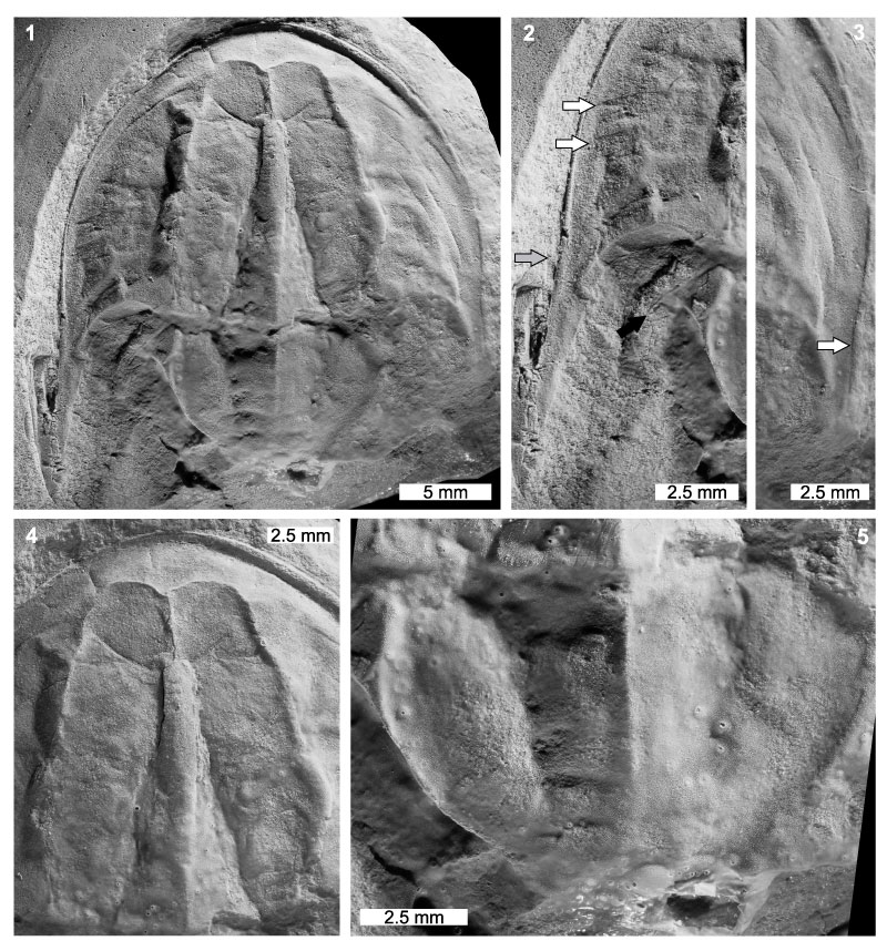 figure2a