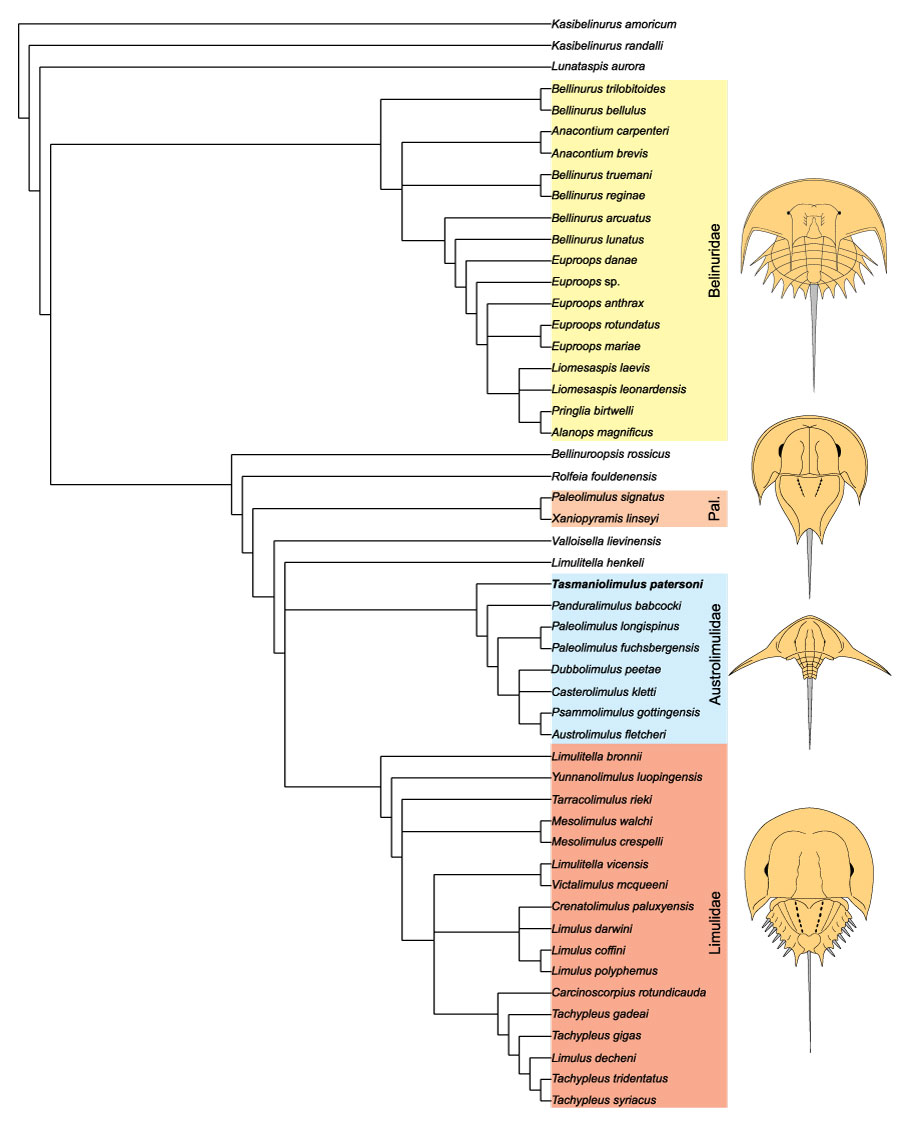 horseshoe crab taxonomy