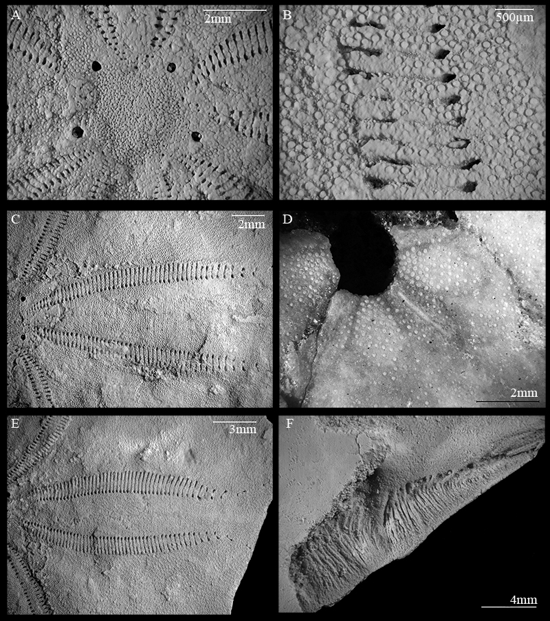 figure6