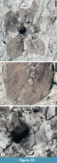 A dictionary of the fossils of Pennsylvania and neighboring states named in  the reports and catalogues of the survey  Paleontology. fig. 67, showing  a group of fragments assigned (where found