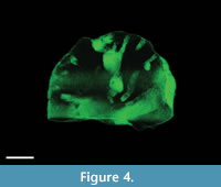 s figure4