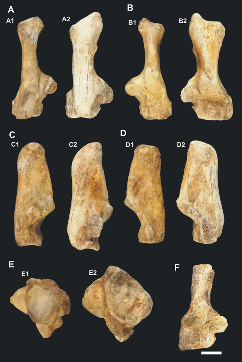 Image of calcaneus bones of an adult lioness and S. populator