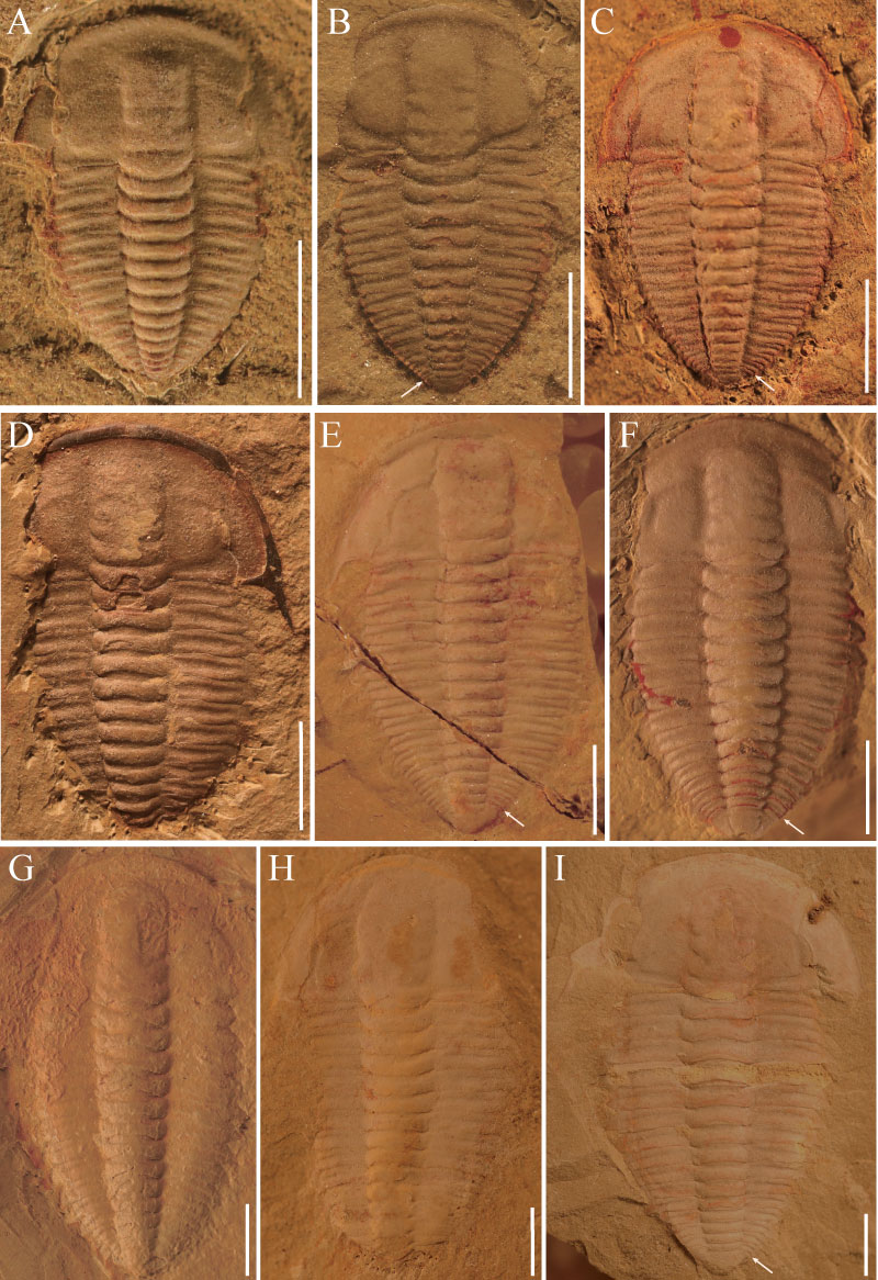 figure5