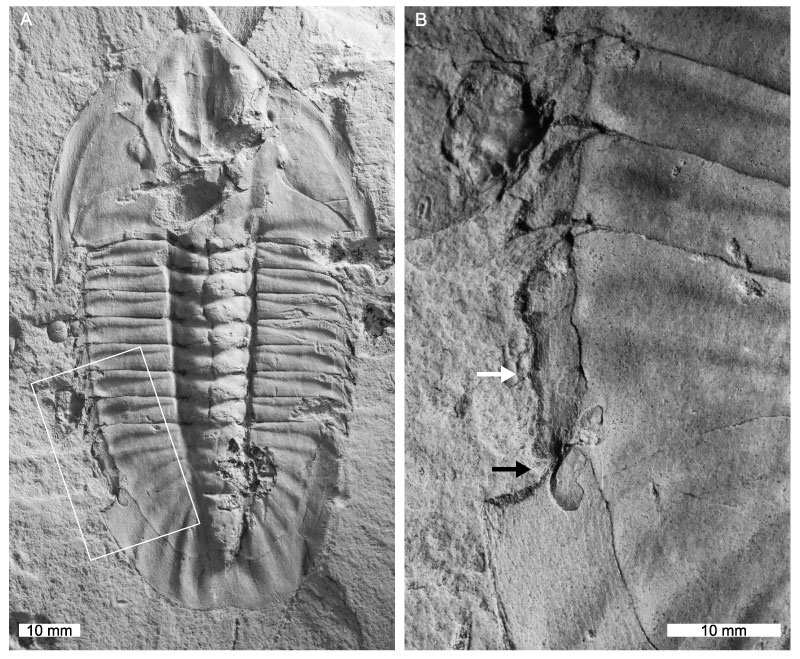 Trilobites' Bites: Fossil Wounds Hidden Among Dinosaurs