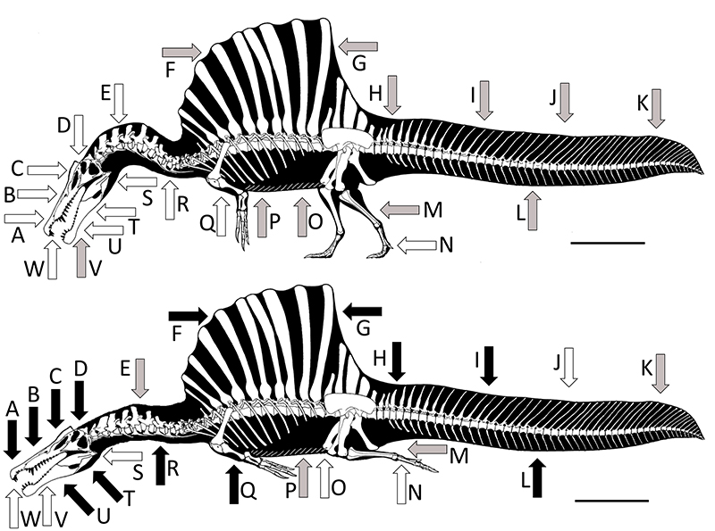 The Ecology Of Spinosaurus Figures