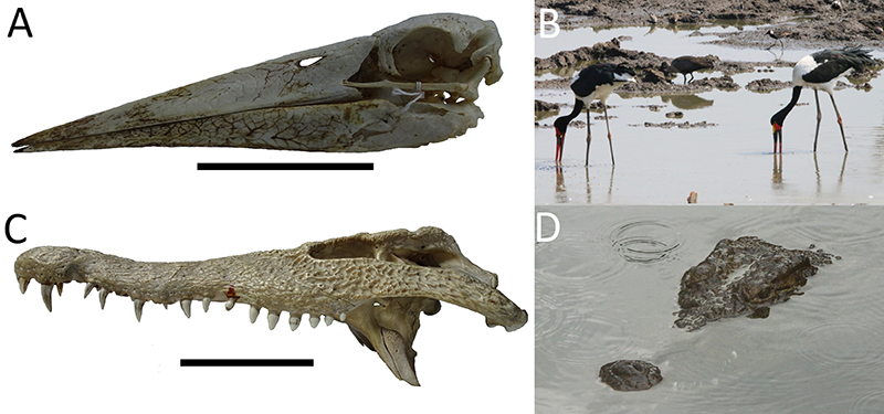 figure7a