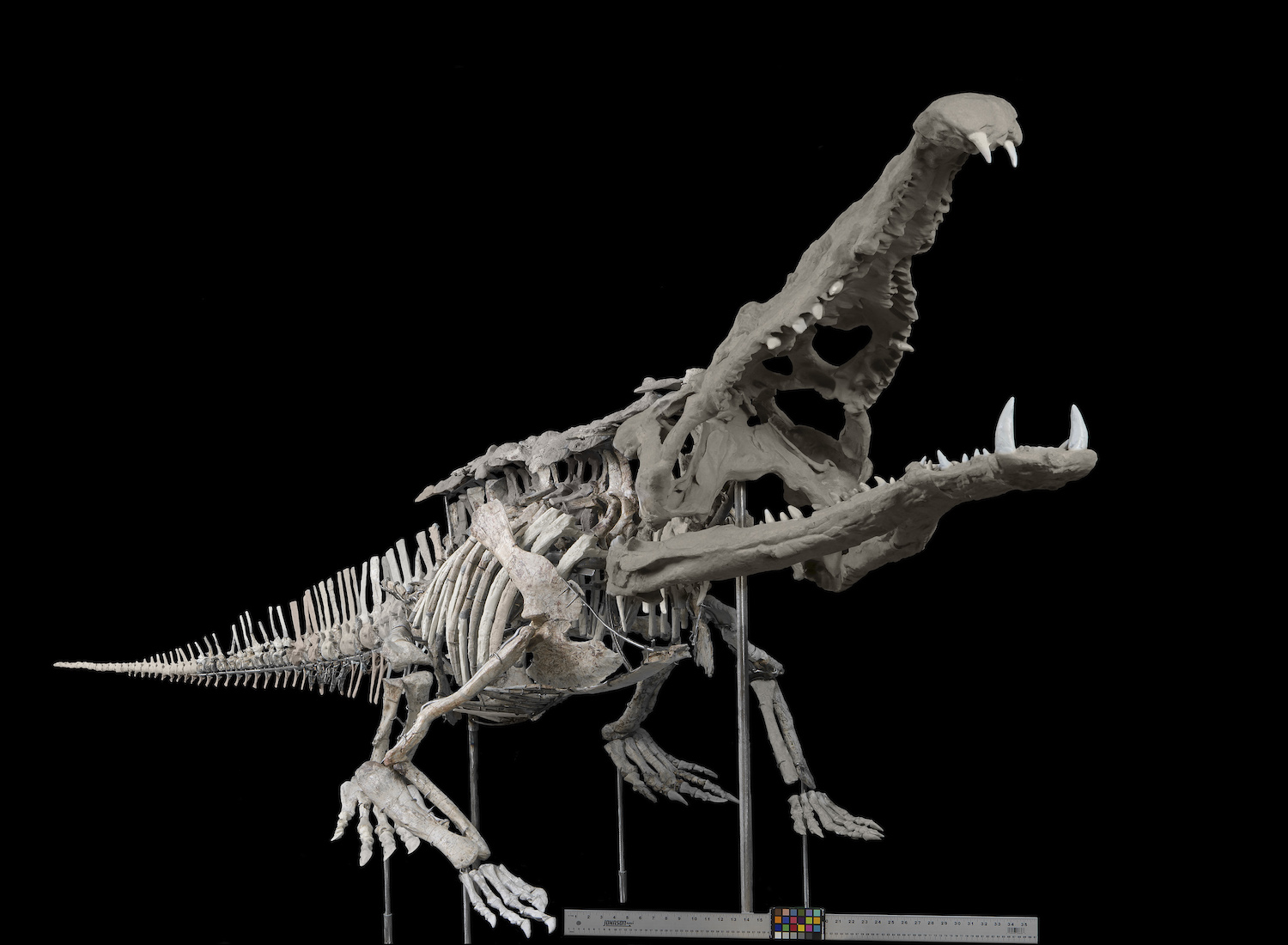 Smilosuchus Smithsonian Specimen