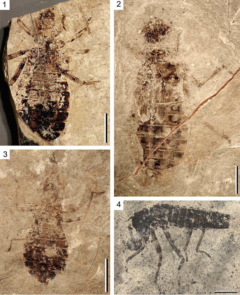 Figure 2. The presence of naiads at Enspel suggests a body of water that was rich and permanent enough for multiple generations to grow and develop.