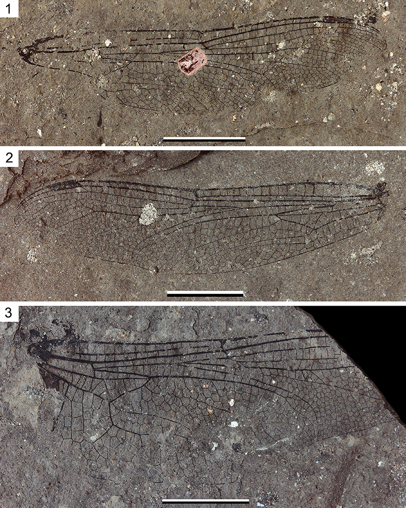 Figure 1. Nel et al. 2021 used the venation in wings such as these to identify different subgroups within Odonata.
