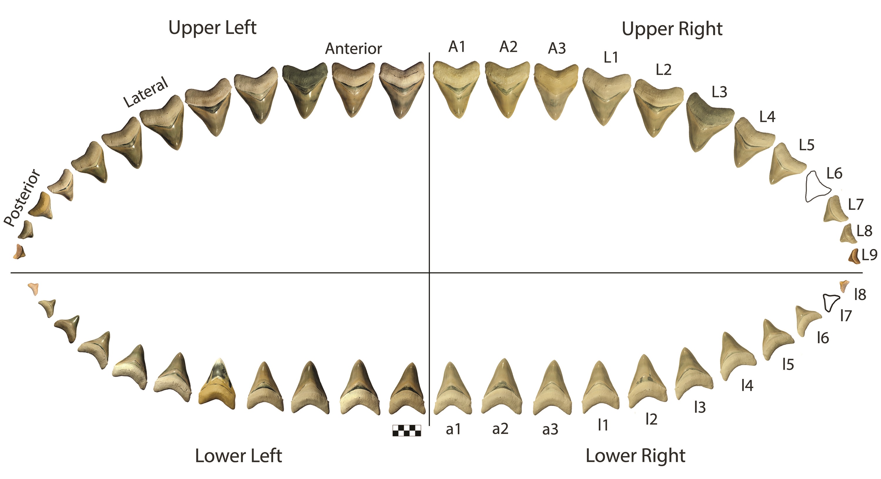 Megalodon Press Release figure 1