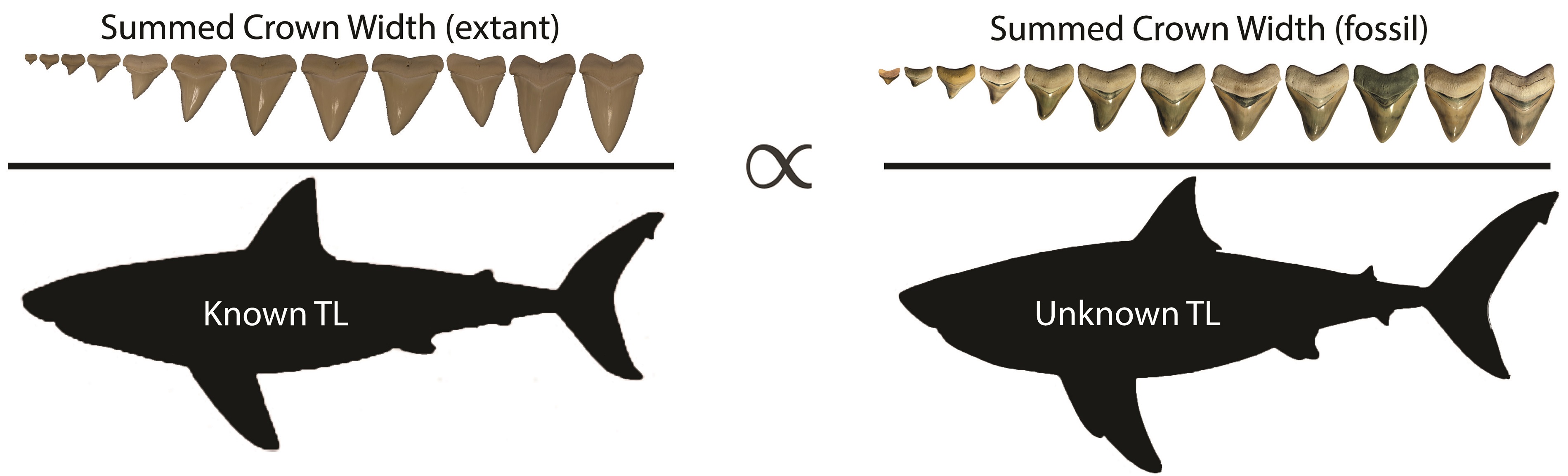 Megalodon Size: How Big Was The Megalodon Shark? 