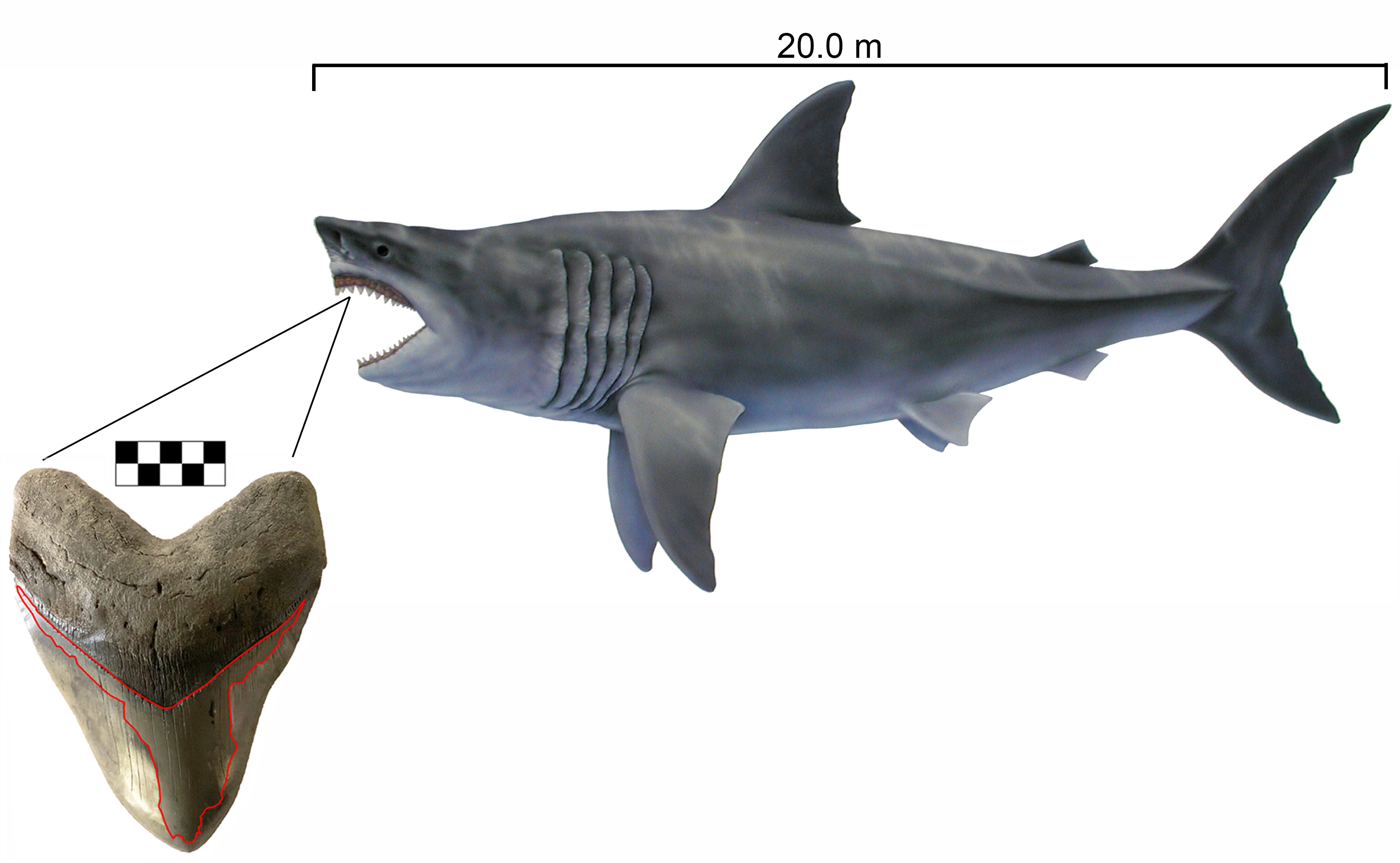 Megalodon Press Release figure 3