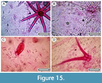 s figure15