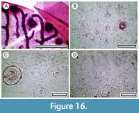 s figure16