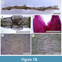 s figure18