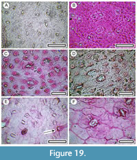 s figure19