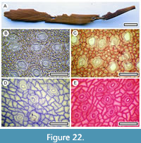 s figure22