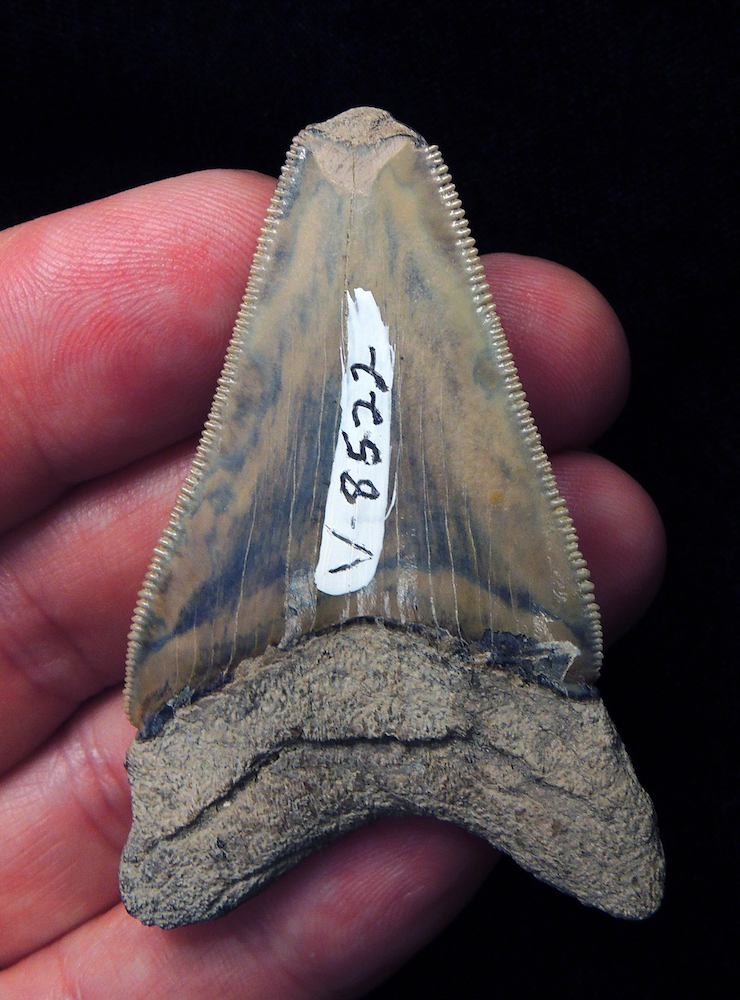 A person holding a megalodon tooth with broken tip.