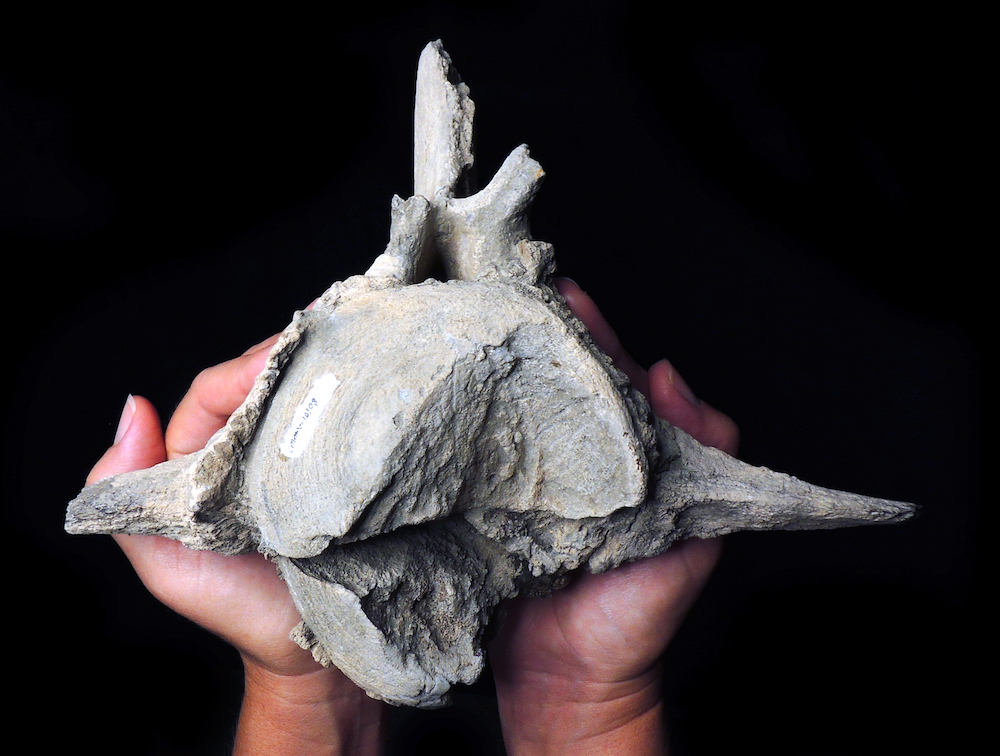 A person holding a large whale vertebrae with fracture damage from a shark bite.