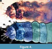 High niche diversity in Mesozoic pollinating lacewings