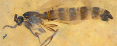 Photograph of fossil fly under the microscope