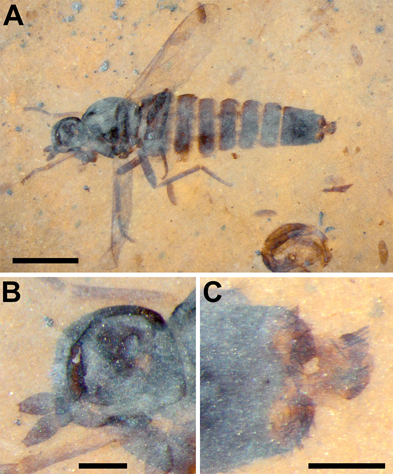 Photographs of fossil flies under the microscope