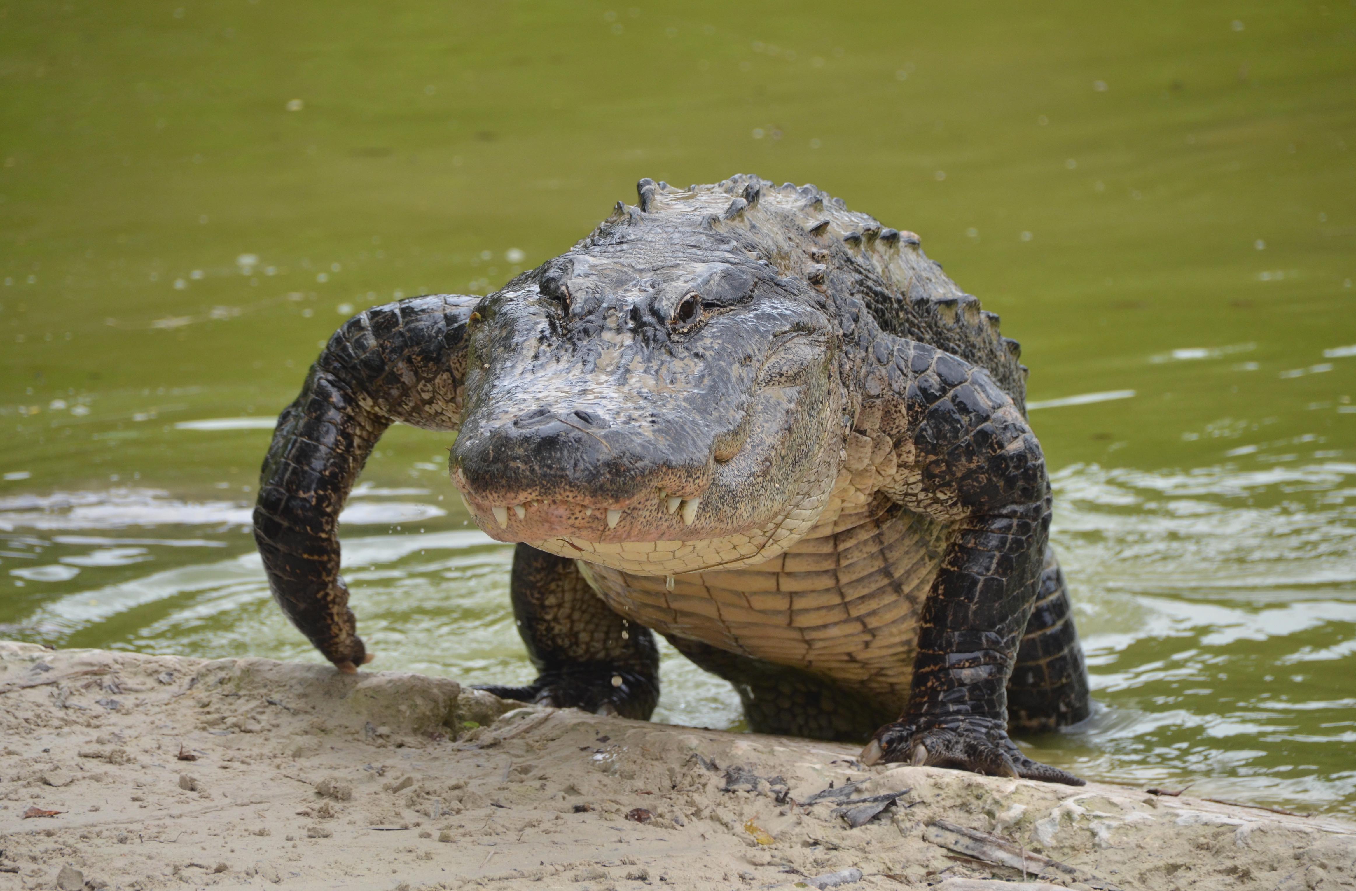 Alligator