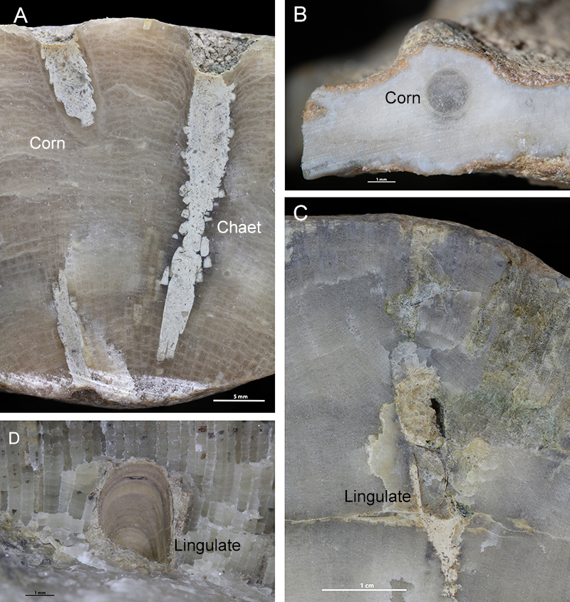 Organisms burrowing inside corals and shells.