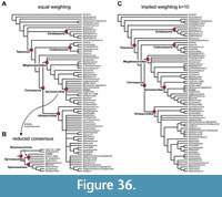 A single most parsimonious tree of the Pterodactyloidea recovered using