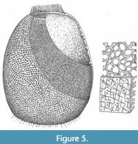 s figure5