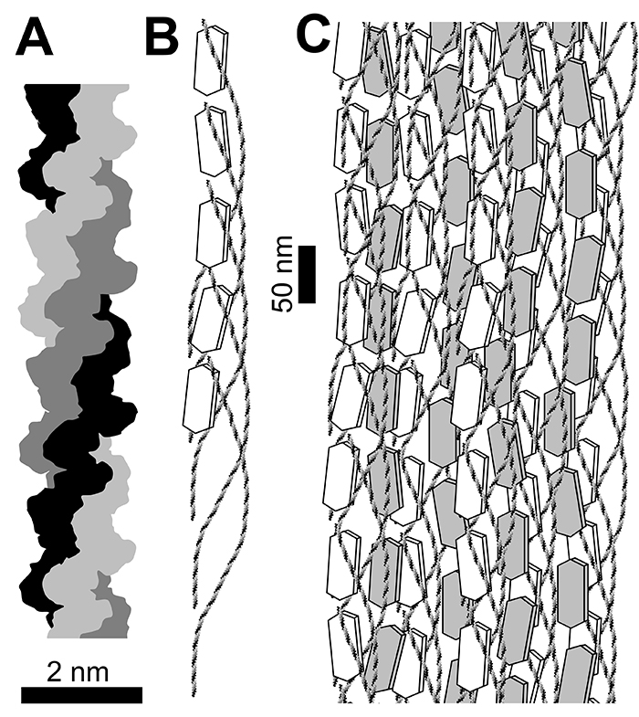 figure2a