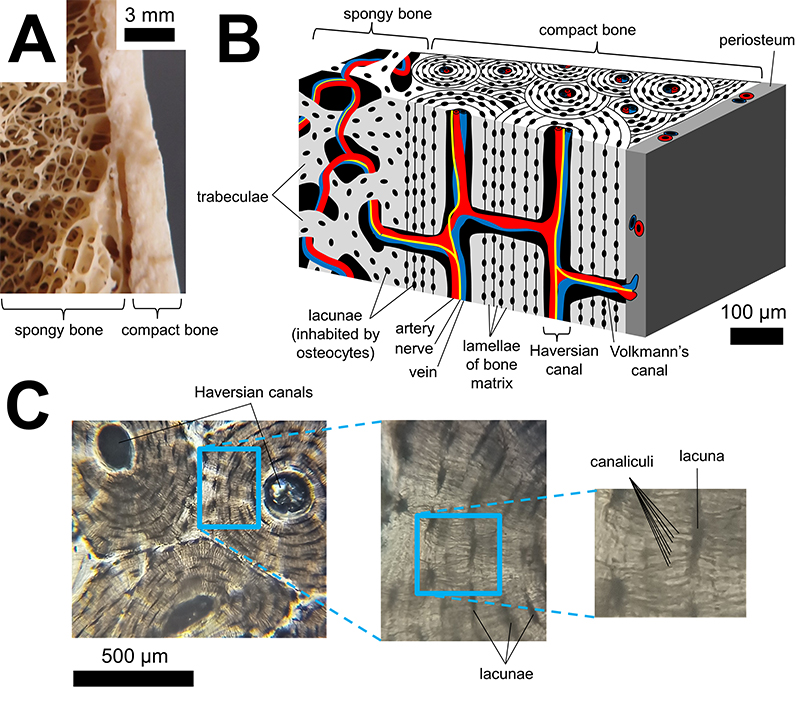 figure3a