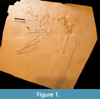 Species New to Science: [Paleontology • 2014] Aerodactylus scolopaciceps  gen. nov. • Pterodactylus scolopaciceps Meyer, 1860 (Pterosauria,  Pterodactyloidea) from the Upper Jurassic of Bavaria, Germany: The Problem  of Cryptic Pterosaur Taxa in Early