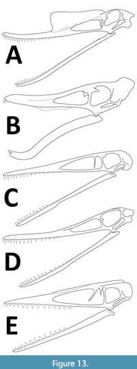 Slender body of revolution with a convex nose. Body shape (solid lines)