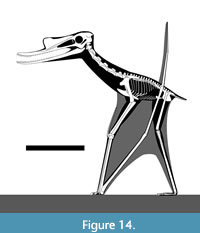 Basal pterosaurs (A und B) and Pterodactyloidea (C) from the Solnhofen