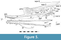 s figure5