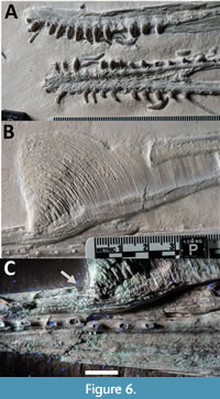 Basal pterosaurs (A und B) and Pterodactyloidea (C) from the Solnhofen