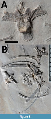 Basal pterosaurs (A und B) and Pterodactyloidea (C) from the Solnhofen