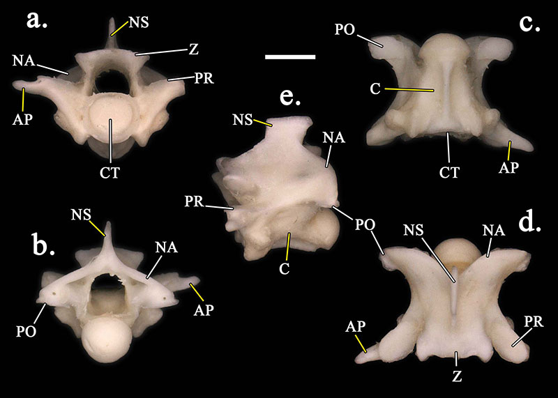 figure4a