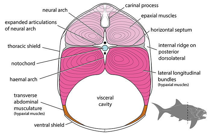 figure13