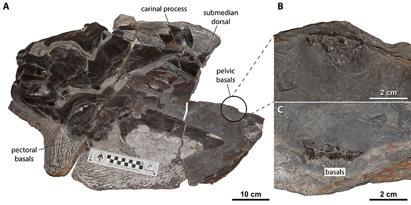 figure19