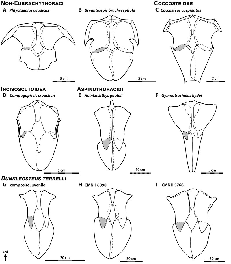 figure24