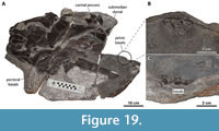 s figure19