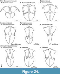 s figure24