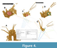 s figure4