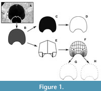 s figure1