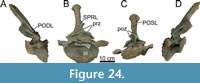 s figure24